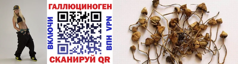 Галлюциногенные грибы Psilocybe  закладки  Сургут 