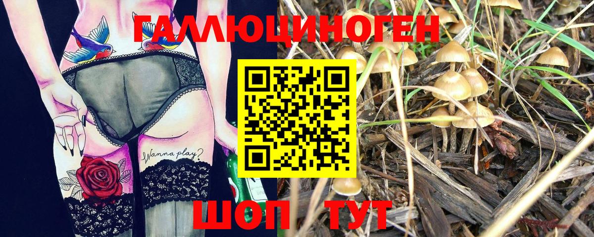 Галлюциногенные грибы Psilocybe Сургут